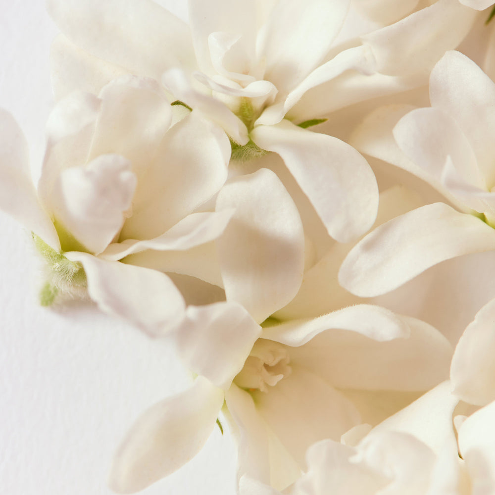 White osmanthus detail.