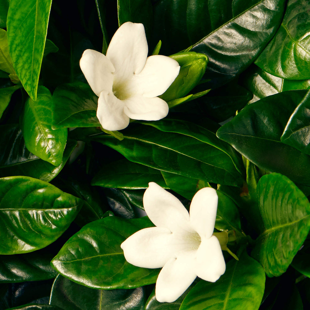 Orange blossoms detail.