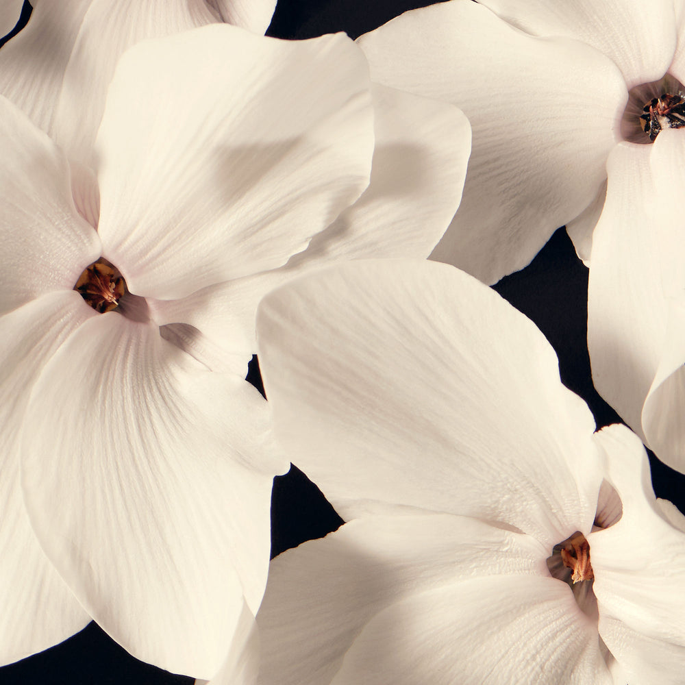 Orange blossoms detail.