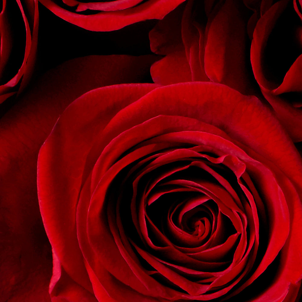 Red roses detail.